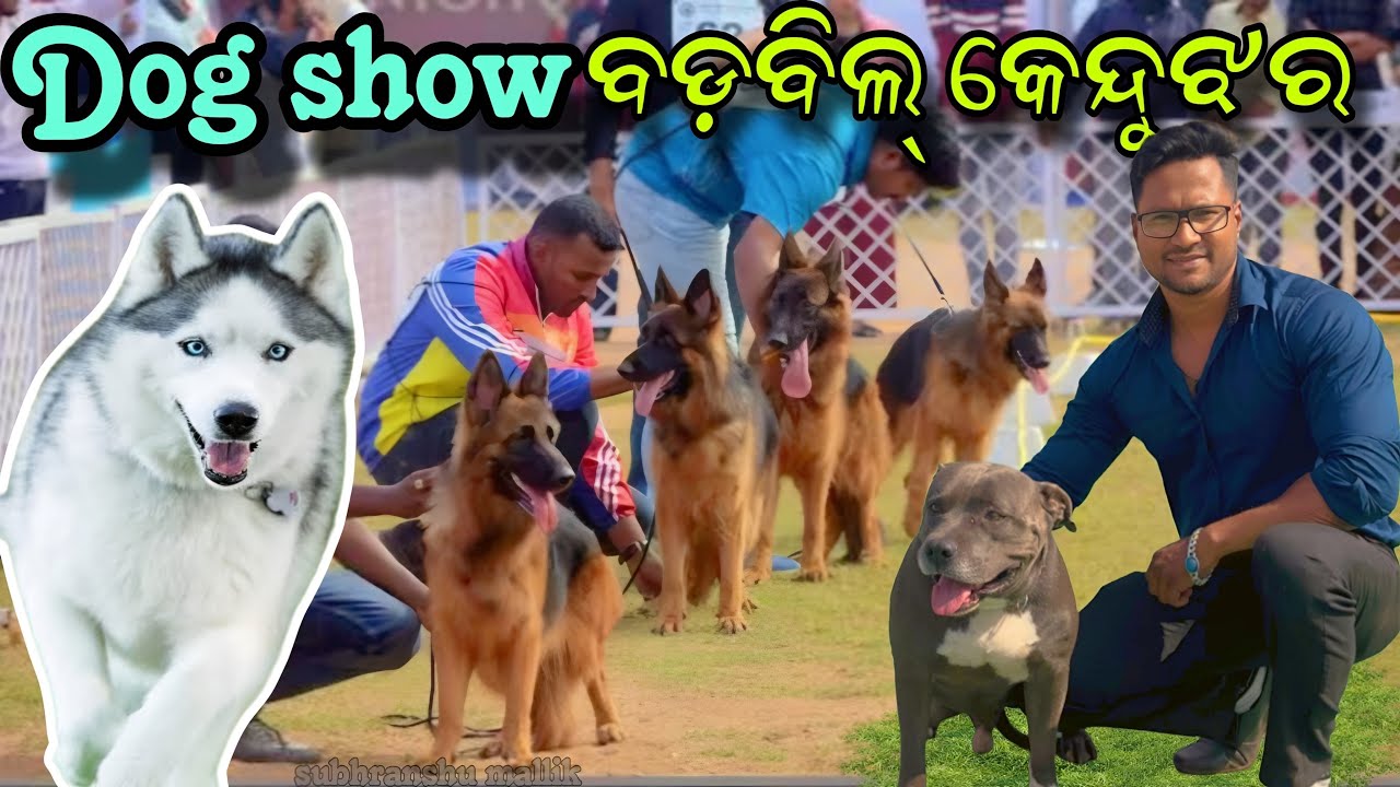 Dog Show ବଡ଼ବିଲ କେନ୍ଦୁଝର || Husky Dog || German Shepherd Dog || Pitbul Dog || Labrador dog ||