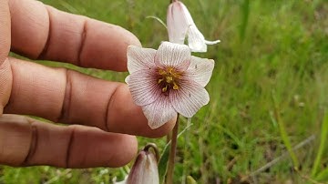 (#35) Fritillaria striata and Kern County Bathroom Blitz