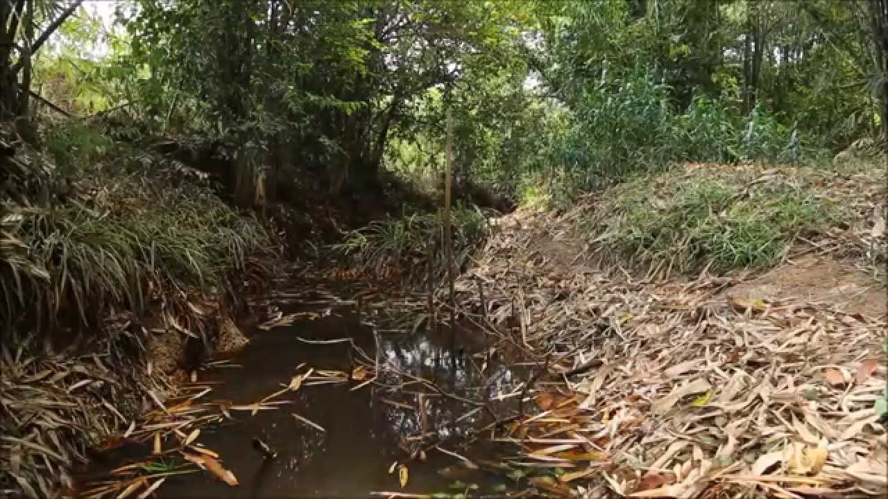 Cryptocoryne cordata var  brunneus　-DIscoveryPlanet-