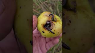 Apple Friendly Friends Season Again 666