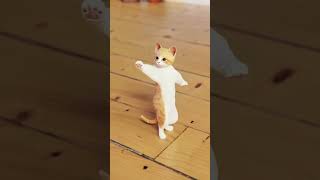 Funny Cat Videos