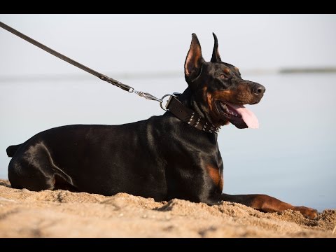 doberman-on-the-beach.-dog-walking-extra-wide-leather-canine-collar-style