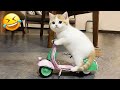 おもしろい猫と犬が、涙が出るほど笑わせてくれるよ！😹