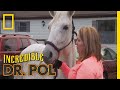 A Foal on the Way | The Incredible Dr. Pol