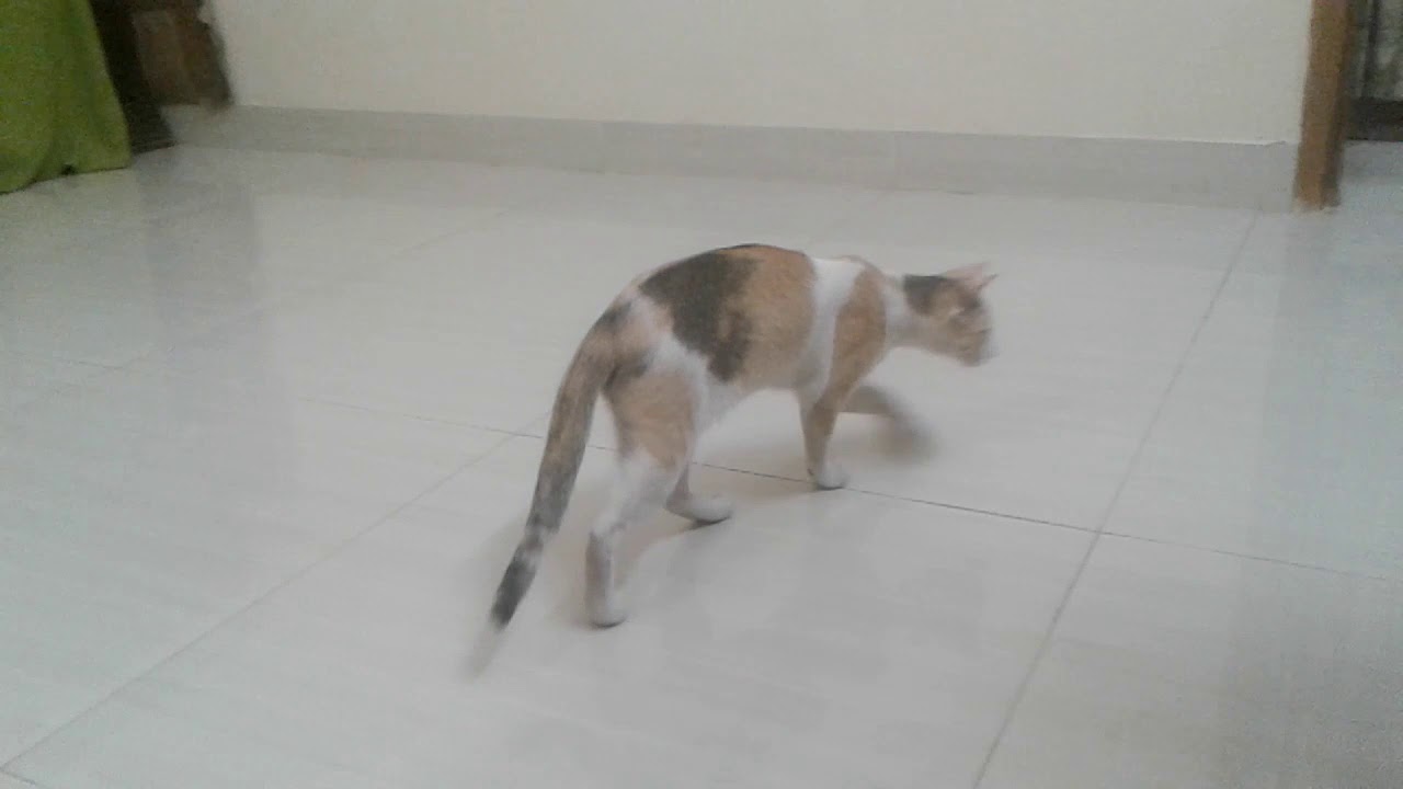 My pet।Kitten at home।my pet।My cat at home।Pussy playing at home।