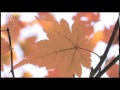 色づく街(南沙織さん)cover