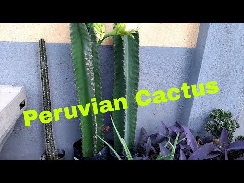 Video: Cereus Peruvianus - Lisätietoja Night Blooming Cereuksesta