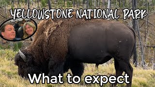 WILL SALLY SEE A BISON ON THEIR YELLOWSTONE NATIONAL PARK  ADVENTURE? IF NOT, DAN WILL HEAR ABOUT IT