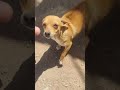#es solobino la perrita