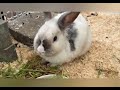 Monsieur und Lightning 🐇🐇