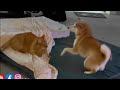 Shiba inu vs cat  mika and her brother tusu