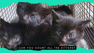 Colony Update: Big Progress! by Cat and Dog Protection Association of Ireland 69 views 1 month ago 22 seconds