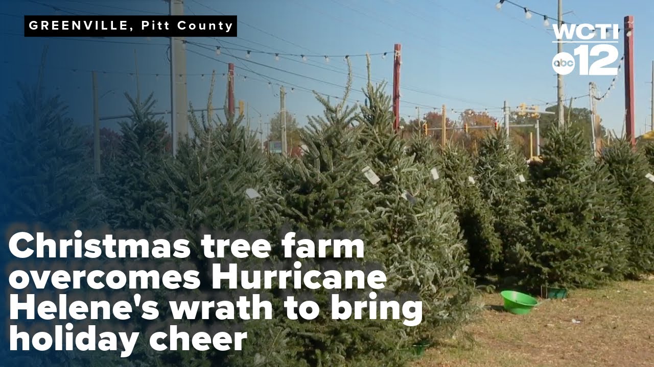 Christmas tree farm overcomes Hurricane Helene's wrath to bring holiday ...