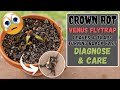 Venus fly trap turning black fast  crown rot  diagnose  care tips to save your carnivorous plant