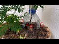 How to make a homemade drip irrigation system effective in hot summer?ll DIY drip irrigation system