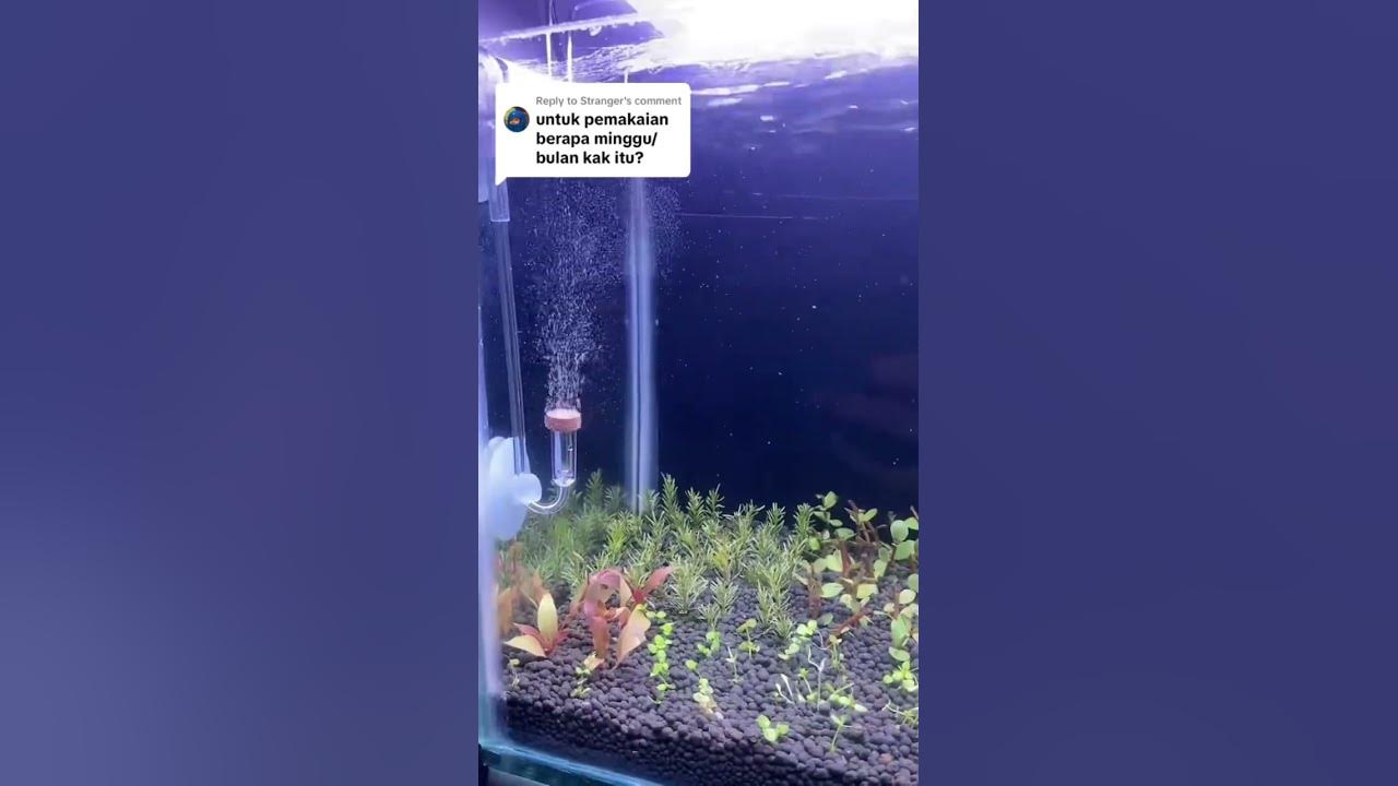 Durasi pemakaian co2 #shorts  #co2aquascape #co2aquarium #aquascape #aquascaper #aquascapepemula