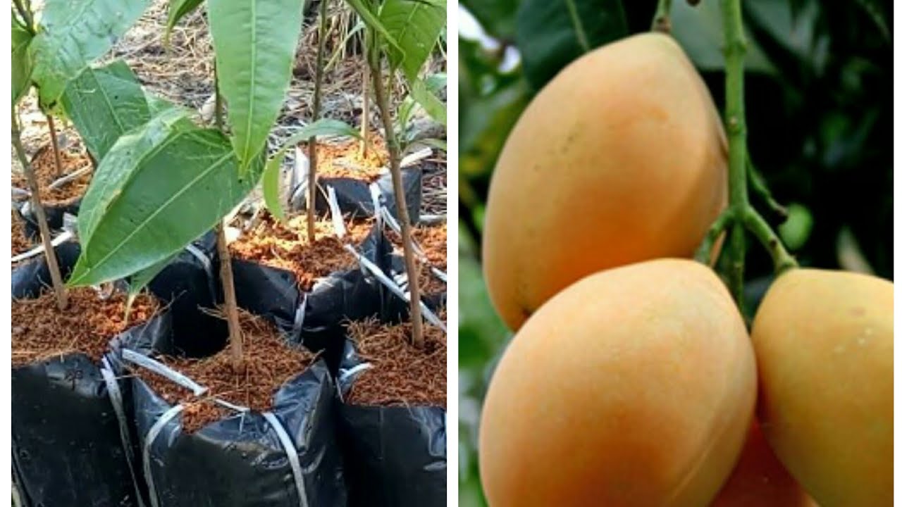 ทาบกิ่งมะยงชิด ต้องใช้เวลากี่วันถึงจะติด