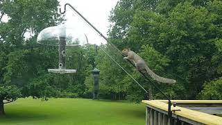 Slinky Squirrel  New Configuration