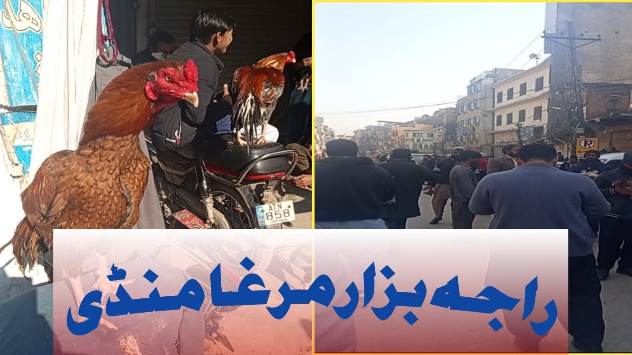 Raja bazar murga mandi vlog😍