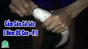 cắm câu cá lóc 1 đêm 20 con cá chà bá  | NGÃ NĂM TV