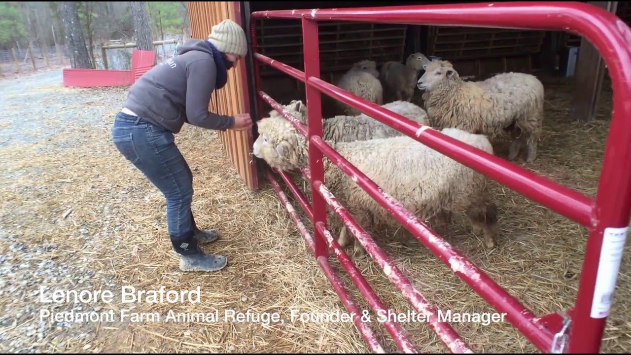 Rescued Sheep at Piedmont Farm Animal Refuge YouTube