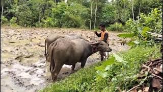 Pecat Sawed,Ngudaran Pasangan Jeng Garu