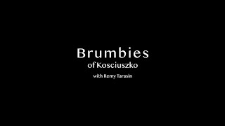 Brumbies Of Kosciuszko - Official Trailer