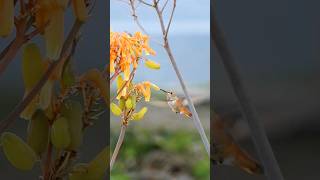 Mid-flight itch hummingbird nature