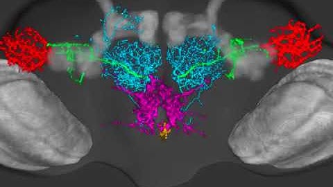 3D Rendering Single Neuron in Drosophila Brain by Dr Hsiu Ming Chang