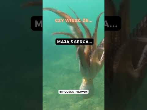 Wideo: Ile serc ma ośmiornica?