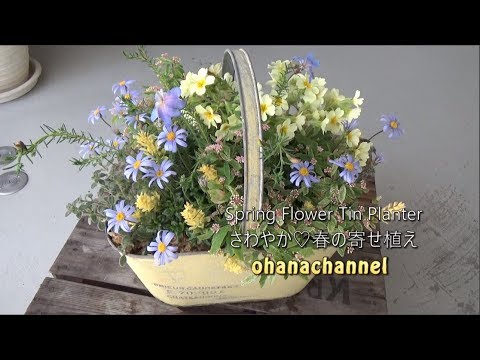 さわやか 春の寄せ植え Make A Spring Flower Planter With Refreshing Color Youtube