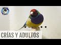 NUEVAS CRIAS Y ADULTOS | Diamante Gould | @AviarioVera