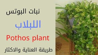 نبات البوتس/اللبلاب/Pothos plant/قلب عبدالوهاب/طريقة العناية والاكثار