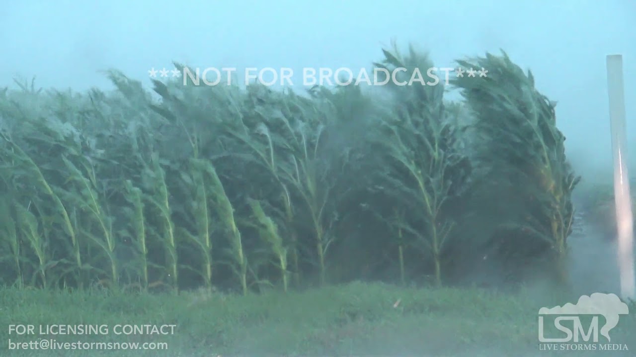 06 28 2018 Morrisonville IL Severe storm winds blowing corn YouTube