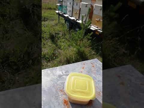 Трутнёвый гомогенат полезен