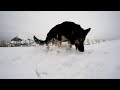 Monty and the snowball ...