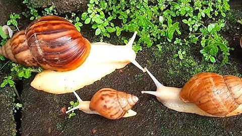 The Unique incredible Locomotion of the snails colonies​ #Snails #SnailColony #AnimalLocomotion 