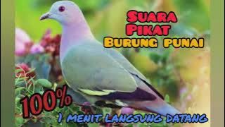 SUARA PIKAT BURUNG PUNAI || cocok untuk berburu
