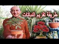 Creating Super Mini Bonsai Plants Creating Super Mini Bonsai Plants