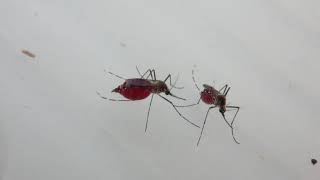 Greedy mosquito drank too much blood