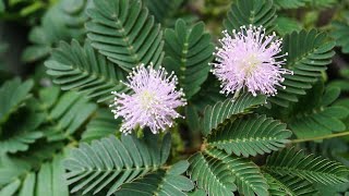 ممنوع اللمس 😊 زراعة النبتة المستحية الخجولة والعناية بها واكثارها mimosa pudica