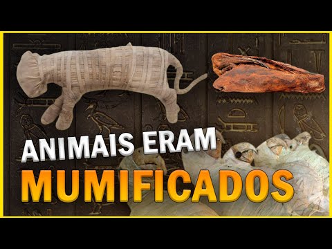 Vídeo: Por que os animais foram mumificados?