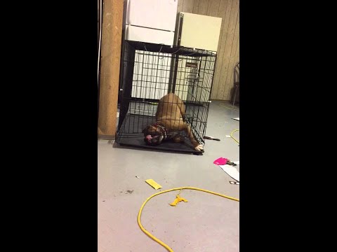 Genius Dog Escapes Cage! || ViralHog