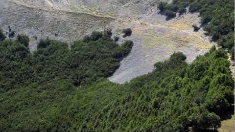 What is dynamic conservation of forest genetic diversity?