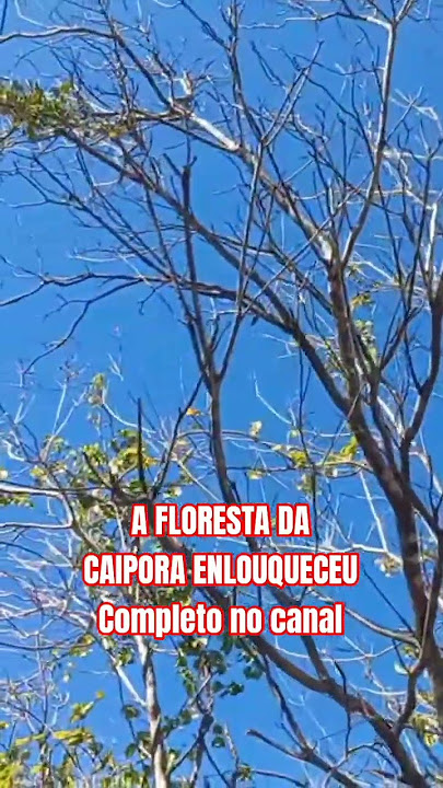 THE CAIPORA FOREST HAS GONE CRAZY #mysteryintheforest #legendofthecaipora #ithinnfarras #caipora