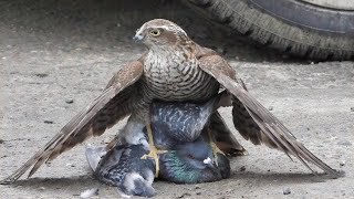 शिकार को देखते ही, एक झटके में चीर फाड़ कर देता है | Hawks Attacks Caught on Camera