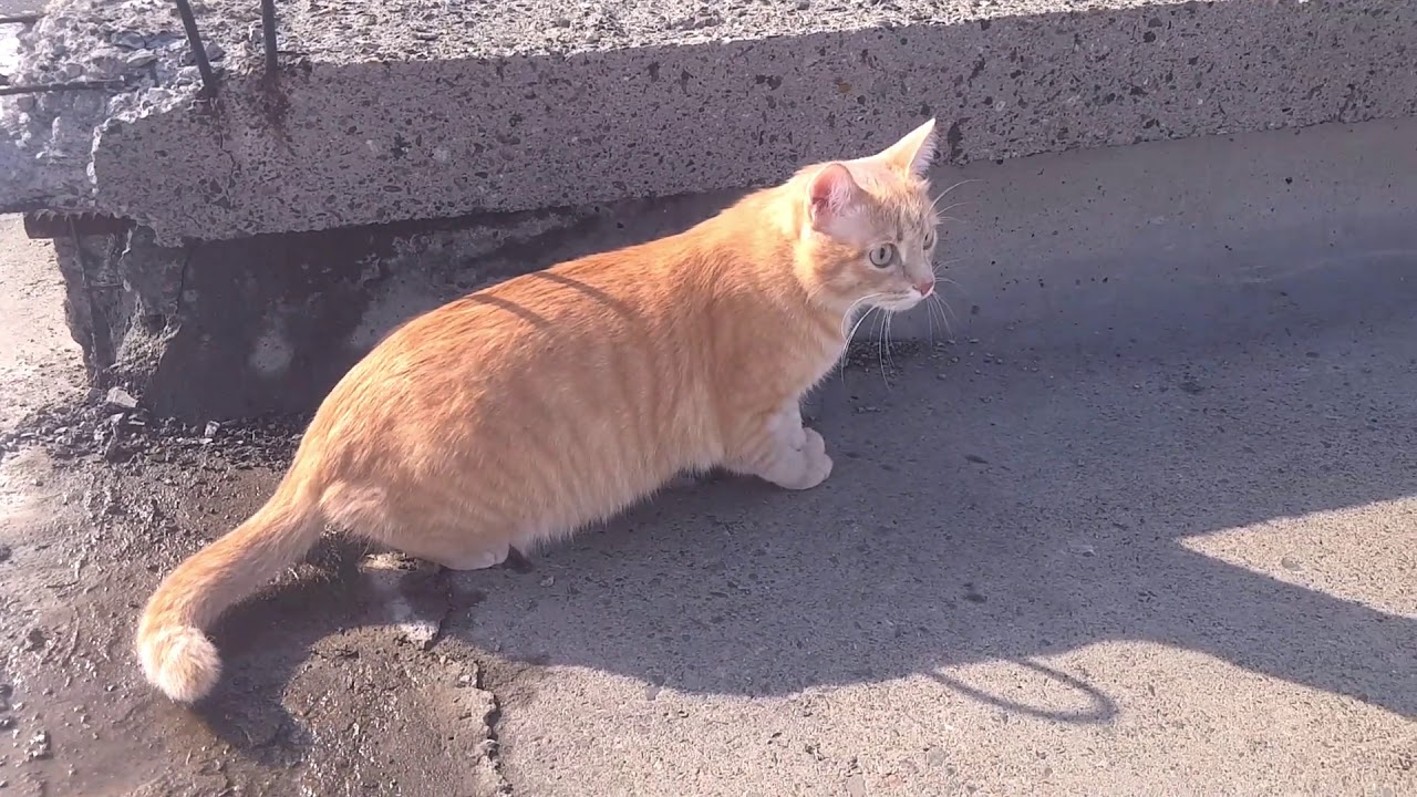 Home cat is hunting birds. Relaxing cat/Домашний кот охотится на птиц