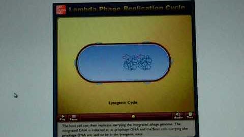 Lambda Phage Replication Cycle