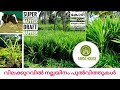 നല്ലയിനം പുല്ല് വിത്തുകൾ വിലക്കുറവിൽ | Hybrid Grass Stumb for sale | Super napiyer | Draft napiyer |