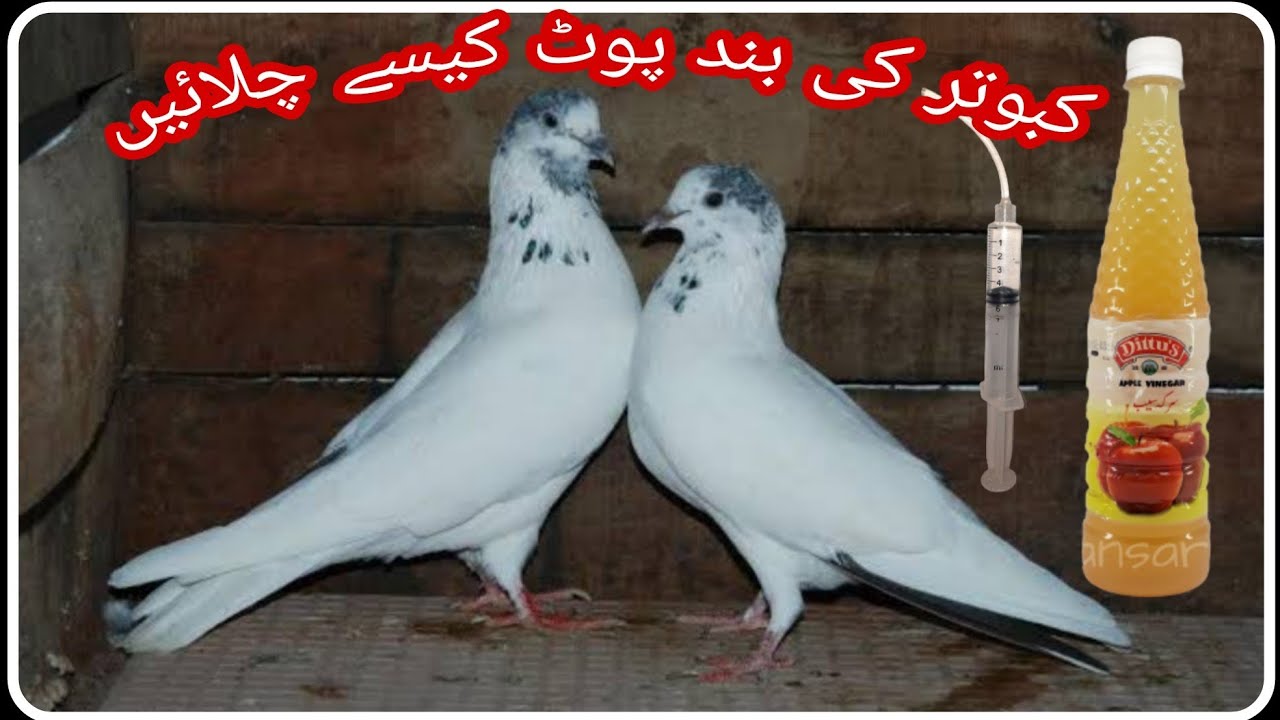 How to use Apple Cider Vinegar for pigeons 🕊 & stomach problem (urdu